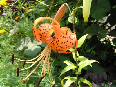 ������ �����